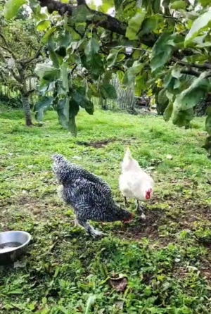 Screenshot 20251105 113357 WhatsApp